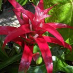 Guzmania lingulata