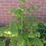 Metasequoia glyptostroboides