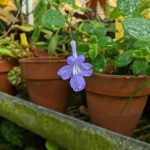 Streptocarpus saxorum