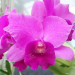 Orchid picture